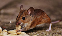 24 Hour & Emergency Exterminators in Woodland, UT
